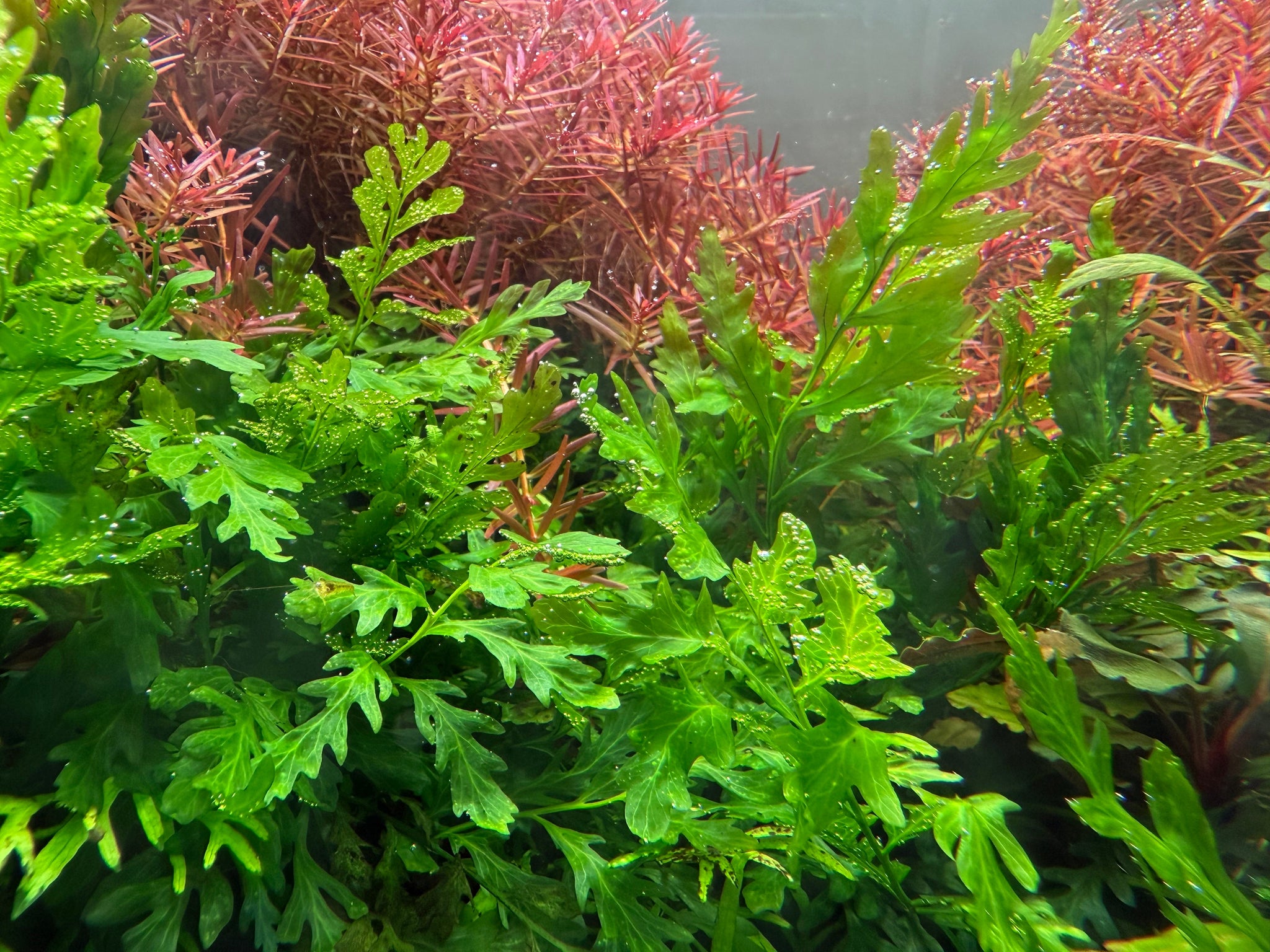 Why More Aquascapers Are Choosing CO2 Regulators with Solenoid Valves