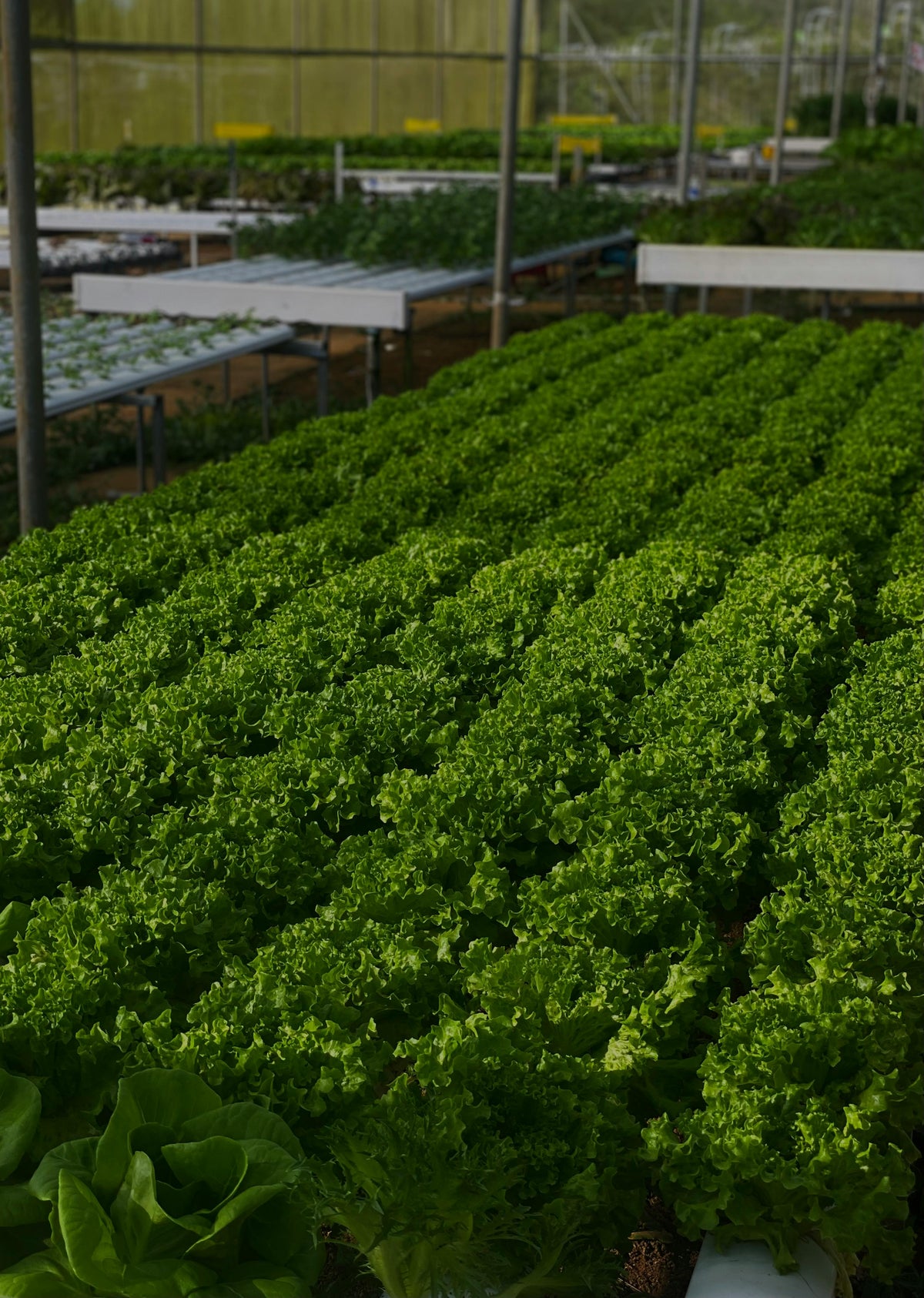 Plant Growth & Greenhouse Solutions
